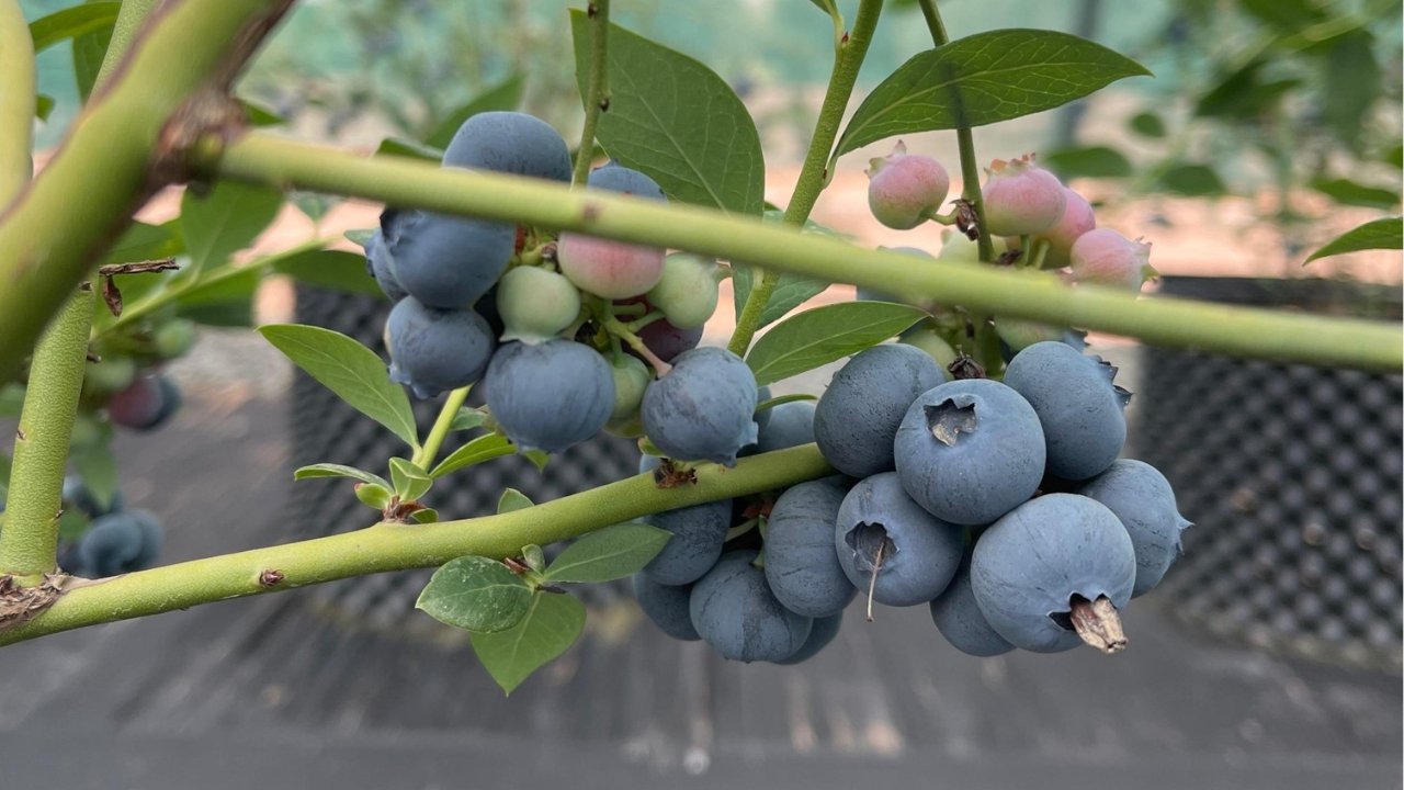 Blueberry Cultivation Thrives in Jabal Akhdar: A New Milestone In Omani Agriculture